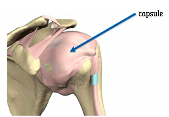 capsule de l'épaule